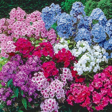 Phlox drummondii mixed blume samen