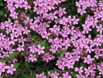 Saponaria ocymoides blume samen for anpflanzung garten favorite heirloom & gmo free samen for home garten 
 
 sale for anpflanzung in home garten