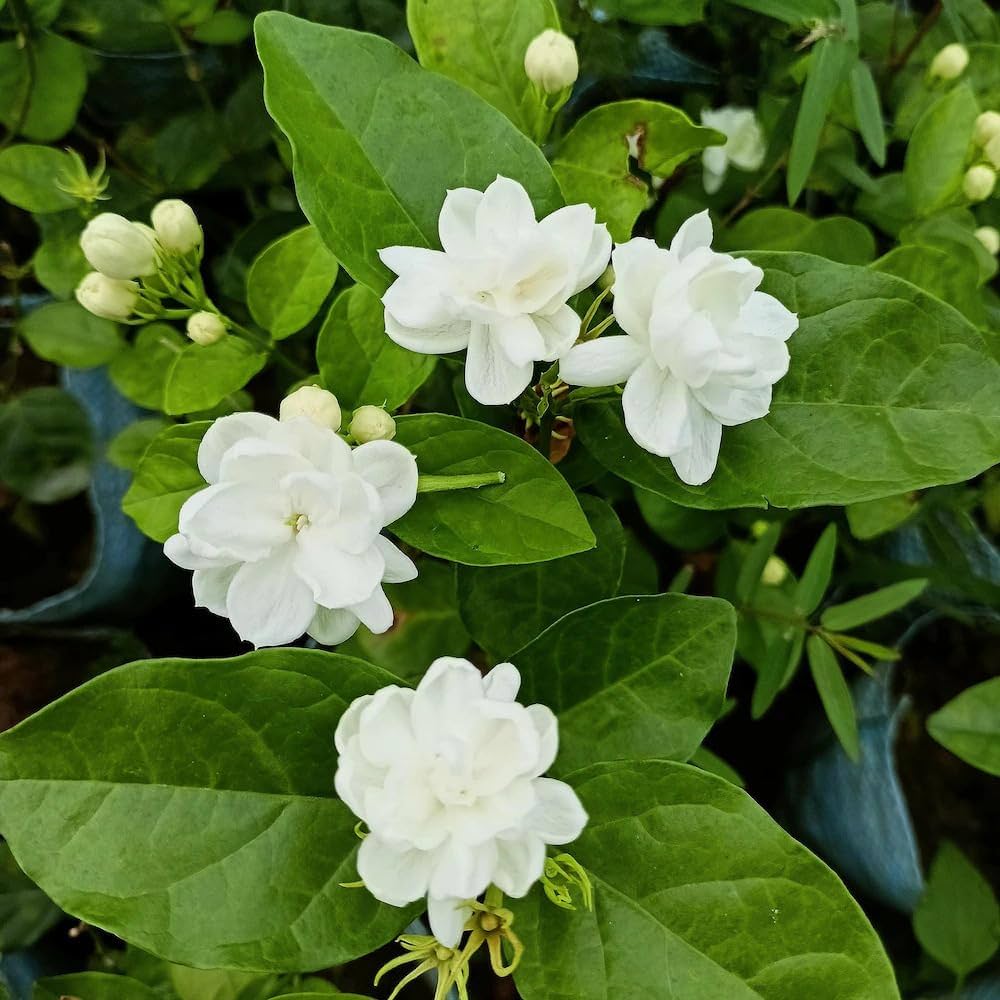 Jasmine Jasminum officinale Blumensamen zur Aussaat