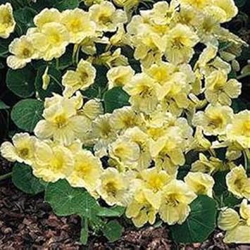 Gelb weiß milkmaid blume samen for anpflanzung - fragrant blossoms, heirloom & gmo free samen for home garten
 
 sale for anpflanzung in home garten.