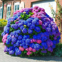 Blau & lila succulent blume samen for anpflanzung - easy grow garten