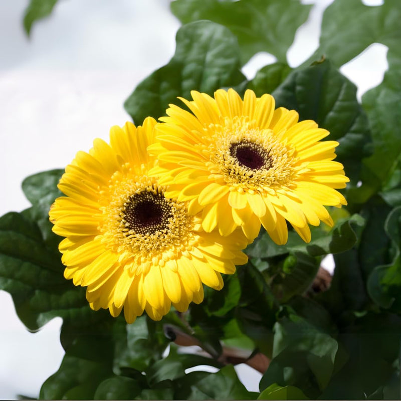 Gelb Gerbera Blumensamen zur Aussaat robust Sorte Traditionssorte & ohne Gentechnik Samen Hausgarten