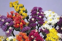 Herencia blume samen for anpflanzung - easy to grow, heirloom & gmo free samen for home garten
 
 sale samen for anpflanzung in home garten
