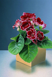 Deep rot gloxinia blume samen for anpflanzung pollinator friendly heirloom & gmo free samen for home garten 
 
 sale for anpflanzung in home garten