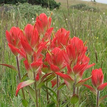 Castilleja blume samen for anpflanzung - seasonal bloomer, heirloom & gmo free samen for home garten
 
 sale for anpflanzung in home garten.