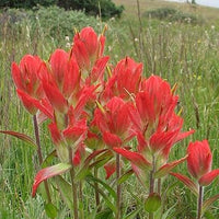 Castilleja blume samen for anpflanzung - seasonal bloomer, heirloom & gmo free samen for home garten
 
 sale for anpflanzung in home garten.