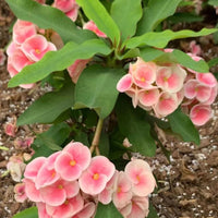 hell Rosa Euphorbia Milii Blumensamen zur Aussaat – ideal Rabatten – Traditionssorte & ohne Gentechnik Samen Hausgarten