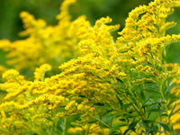 Goldenrod blume samen for anpflanzung - wildflower mix, heirloom & gmo free samen for home garten
 
 sale samen for home garten