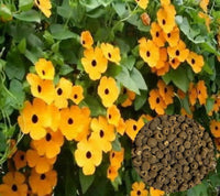 Schwarz Eyed Susan Vine Samen – Fast-Growing Blume Bees und Butterflies