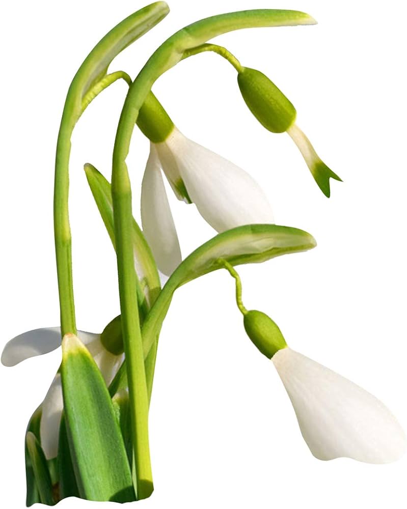 Galanthus Nivalis Snowdrop Pflanze Samen zur Aussaat Woodland Garten und Halbschatten Garten