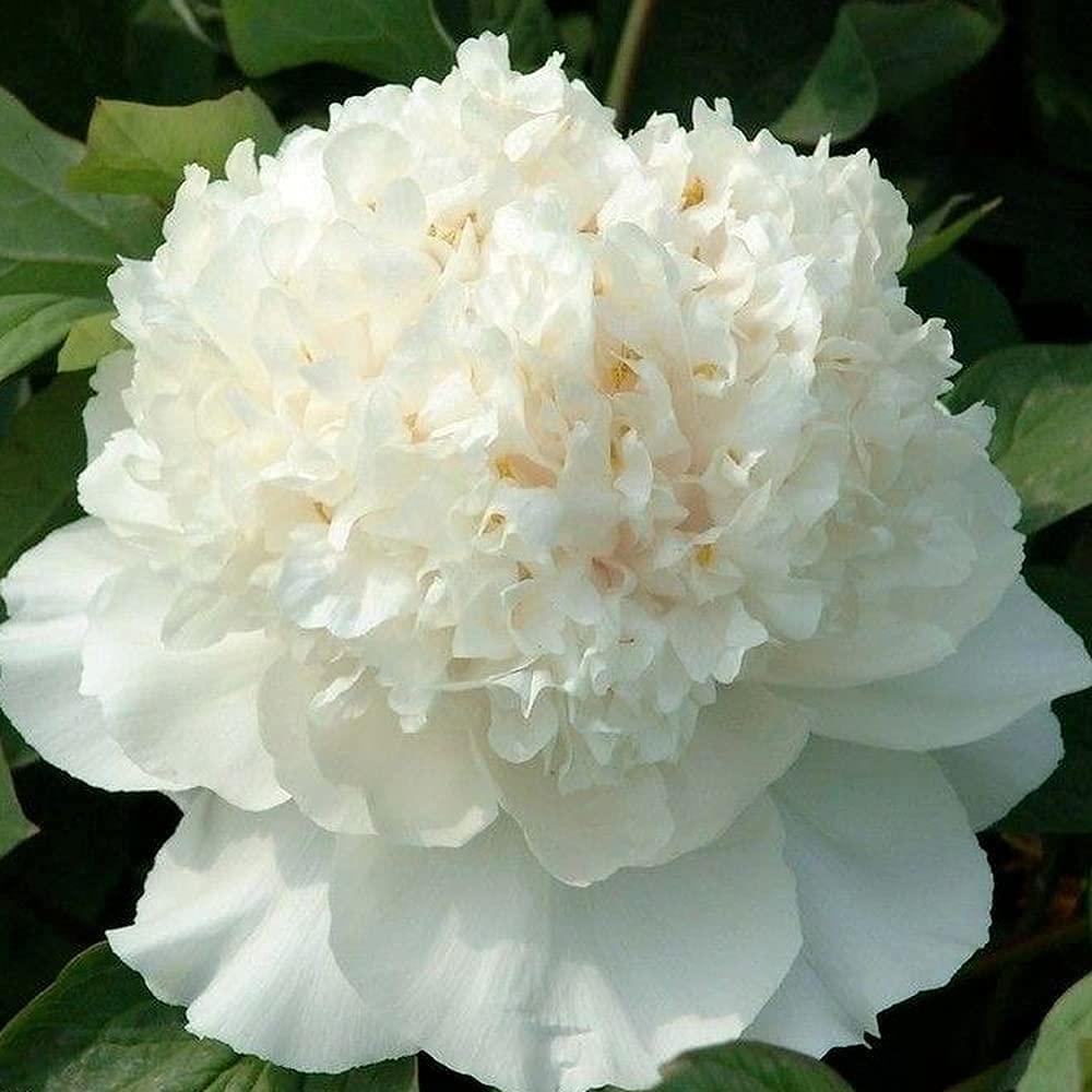 Weiß Pfingstrose Blumensamen elegant – Pure Garten Blüten