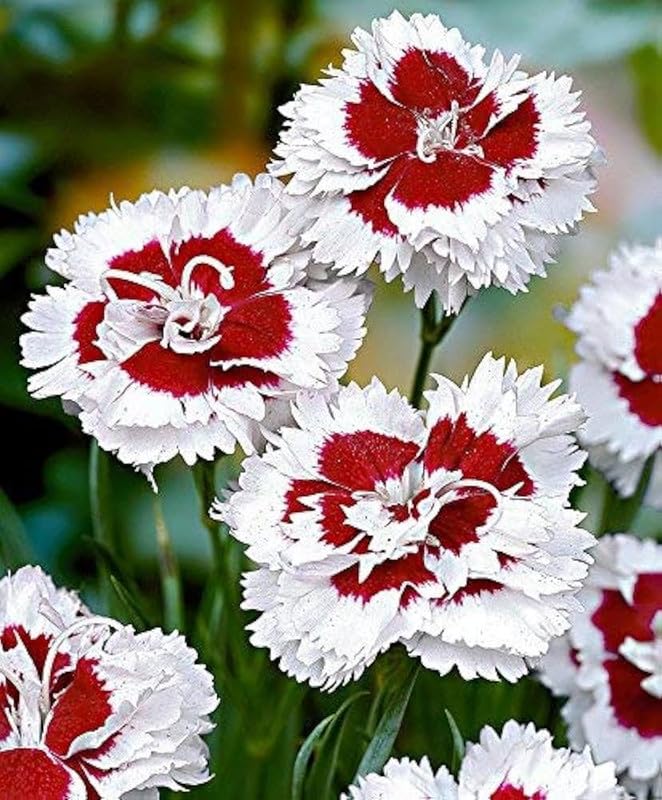 Dianthus rot weiß blume samen for anpflanzung - cottage garten essential, heirloom & gmo free samen for home garten
 
 sale samen for anpflanzung in home garten