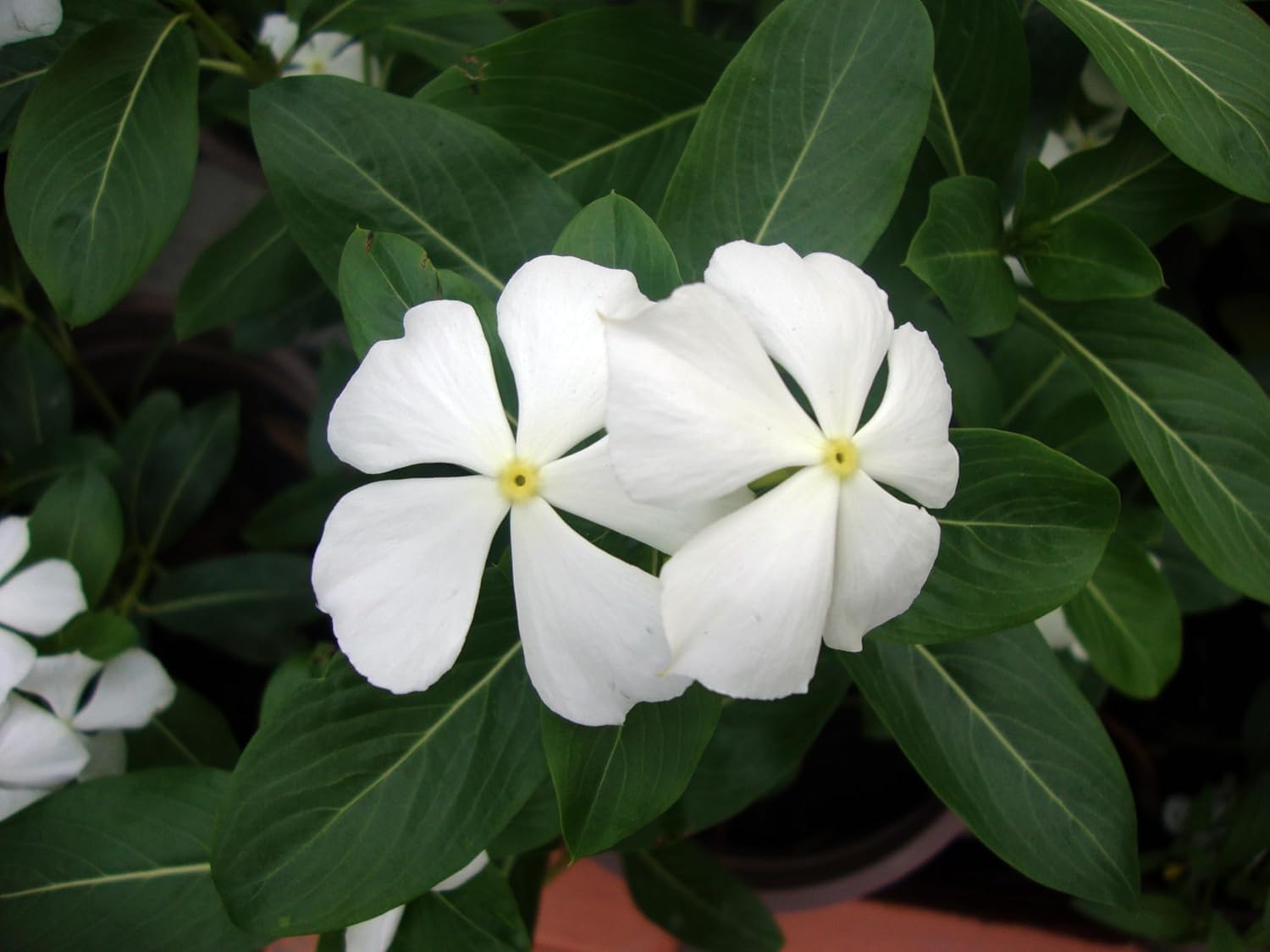 Weiß Immergrün Blumensamen zur Aussaat ideal üppig Gärten und leuchtend Landscapes