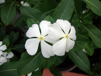 Weiß Immergrün Blumensamen zur Aussaat ideal üppig Gärten und leuchtend Landscapes