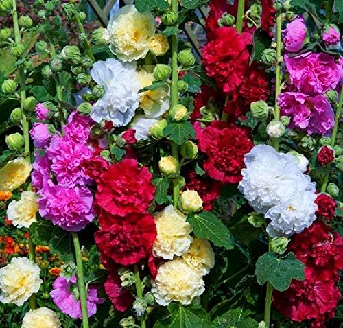 Stockrose blume alcea rosea for anpflanzung in blume bed