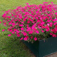 gefüllt Petals Petunie Petunie spp. Samen zur Aussaat hängend Baskets