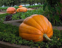 Orange Giant Pumpkin Samen für einfache Aussaat