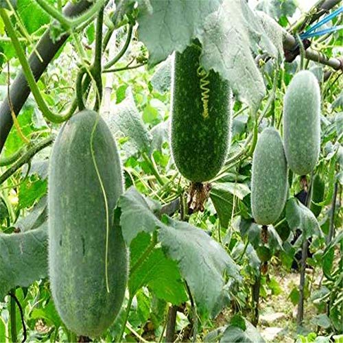 Wax Gourd Planting Samen  Ideal for Your Gemüse Garden