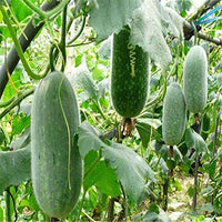 Wax Gourd Planting Samen  Ideal for Your Gemüse Garden