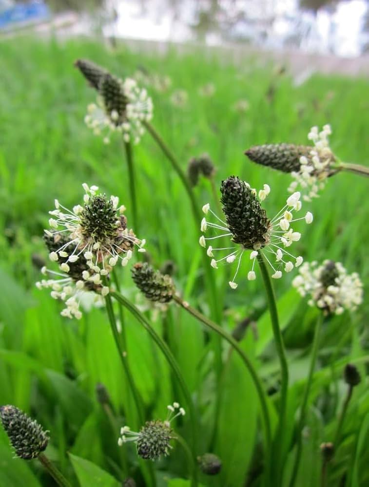 Gemischt Lanceolata Plantago lanceolata Blumensamen zur Aussaat Garten und Meadow