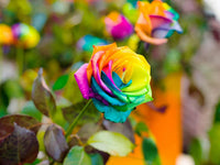 Gemischt Rose Blumensamen zur Aussaat – Create leuchtend und Captivating Floral Schauanlagen