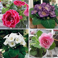 Multi gloxinia blume samen blume samen for anpflanzung premium quality heirloom & gmo free samen for home garten 
 
 sale for anpflanzung in home garten