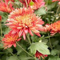 Chrysantheme Blumensamen zur Aussaat robust Sorte Traditionssorte & ohne Gentechnik Samen Hausgarten