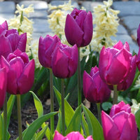 Violett Tulpe Blumensamen zur Aussaat – Wildblume Mischung – Traditionssorte & ohne Gentechnik Samen Hausgarten