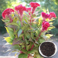 Cockscomb Celosia Cristata Blumensamen (Hahnenkammblumensamen)