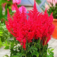 Rot astilbe perennial blume samen for anpflanzung - pollinator friendly, heirloom & gmo free samen for home garten
 
 sale samen for anpflanzung in home garten