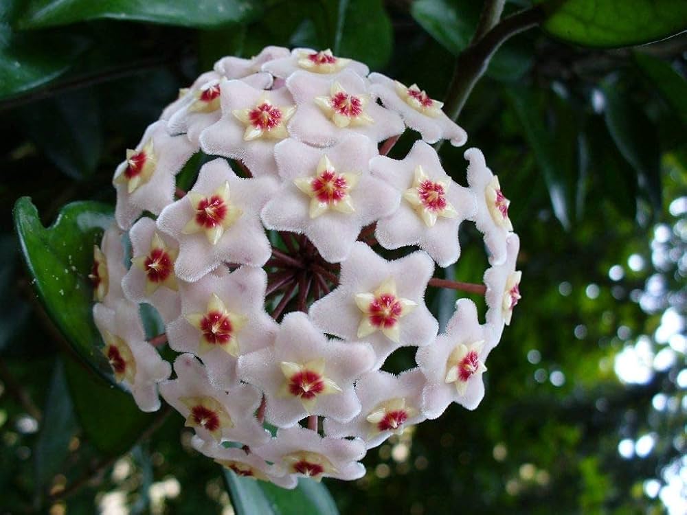 Ash Hoya Blumensamen zur Aussaat leuchtend Blüten Traditionssorte & ohne Gentechnik Samen Hausgarten