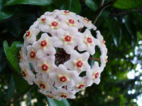 Ash Hoya Blumensamen zur Aussaat leuchtend Blüten Traditionssorte & ohne Gentechnik Samen Hausgarten