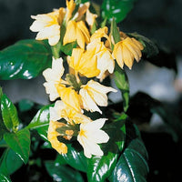 Crossandra Samen – Gelb Splash – Firecracker Blume – Very selten L