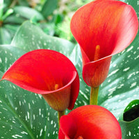 Traditionssorte Zantedeschia Aethiopica Blumensamen zur Aussaat duftend Blüten Traditionssorte & ohne Gentechnik Samen Hausgarten