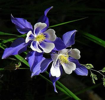 Colorado blume samen for anpflanzung - compact growth, heirloom & gmo free samen for home garten
 
 sale samen for home garten