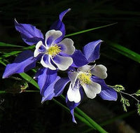 Colorado blume samen for anpflanzung - compact growth, heirloom & gmo free samen for home garten
 
 sale samen for home garten
