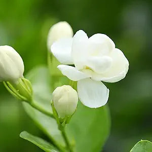 Arabian jasmine jasminum sambac for anpflanzung in garten