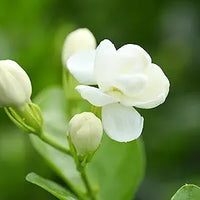 Arabian jasmine jasminum sambac for anpflanzung in garten