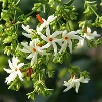 Cestrum Nocturnum Blumensamen zur Aussaat duftend Blüten Traditionssorte & ohne Gentechnik Samen Hausgarten