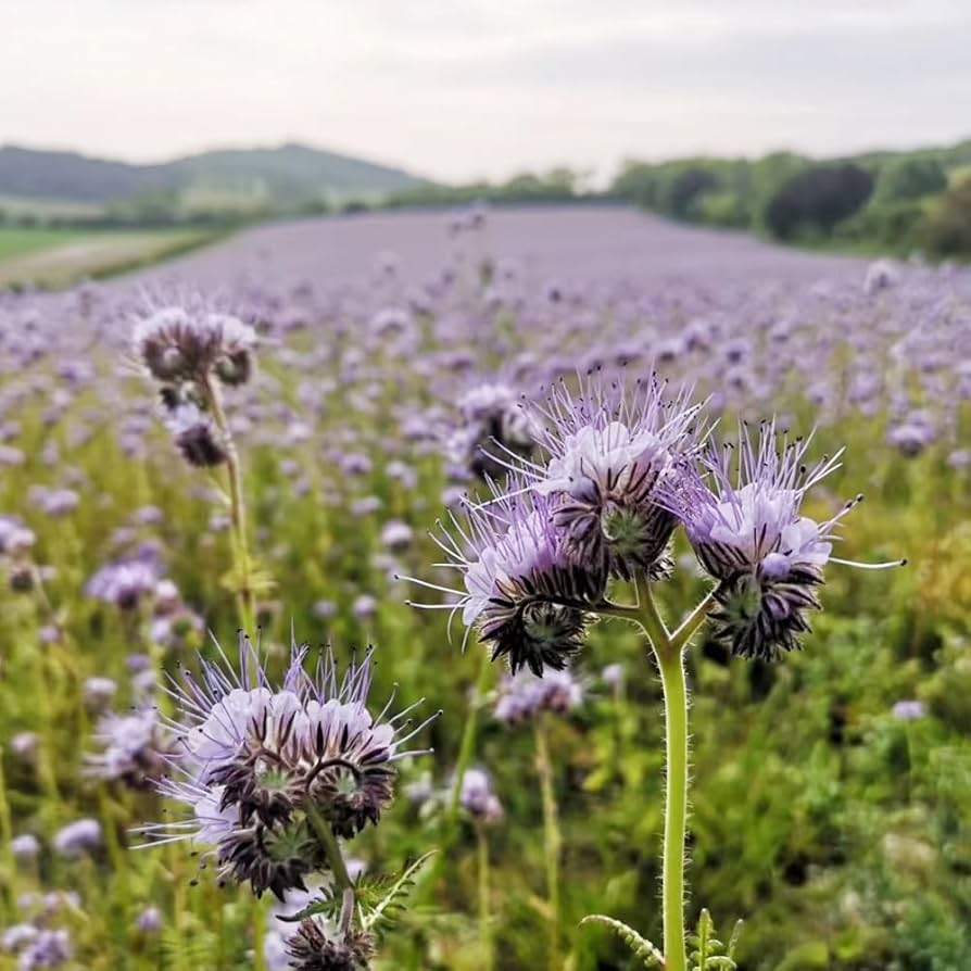 Phacelia Blumensamen zur Aussaat leuchtend Traditionssorte & ohne Gentechnik Samen Hausgarten