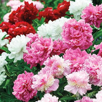 Precious Weiß Pfingstrose Blumensamen – Potted Blumen Bonsai Pflanzensamen