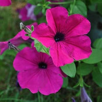 Rosa Fuchsie Petunie Blumensamen zur Aussaat – robust Sorte – Traditionssorte & ohne Gentechnik Samen Hausgarten