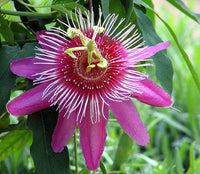 hell Rosa Weiß Passiflora Blumensamen zur Aussaat farbenfroh Schau Traditionssorte & ohne Gentechnik Samen Hausgarten