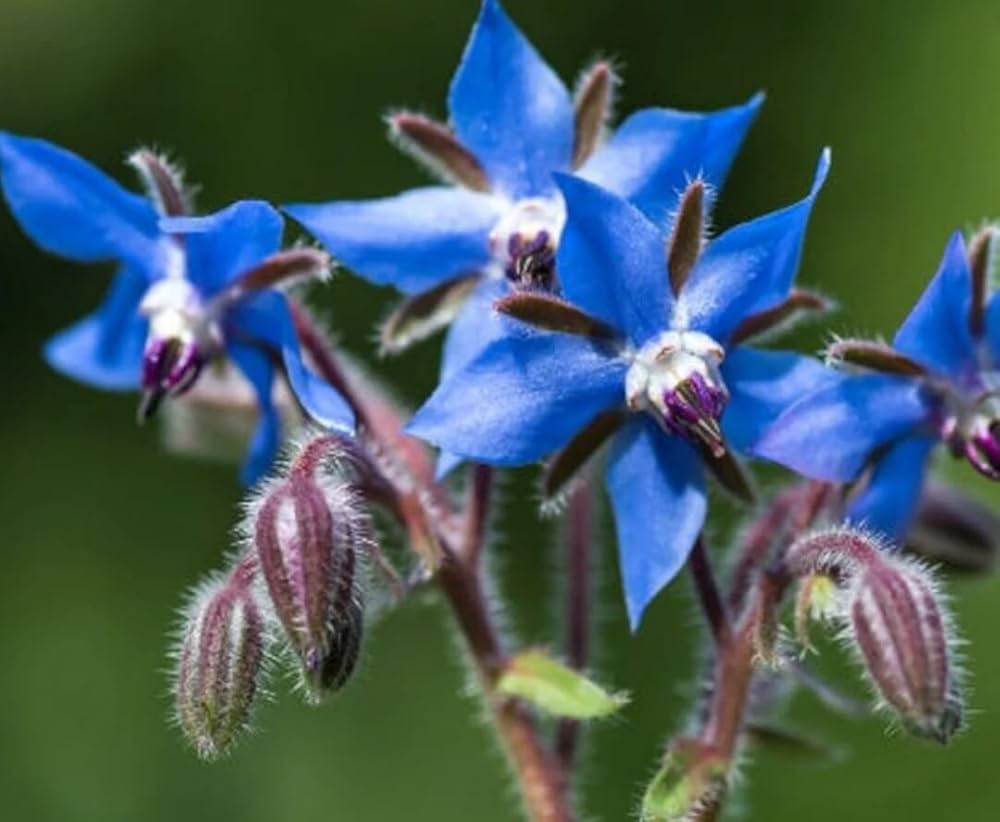 dunkel Blau Borago Blumensamen zur Aussaat – kompakt Wuchs – Traditionssorte & ohne Gentechnik Samen Hausgarten
