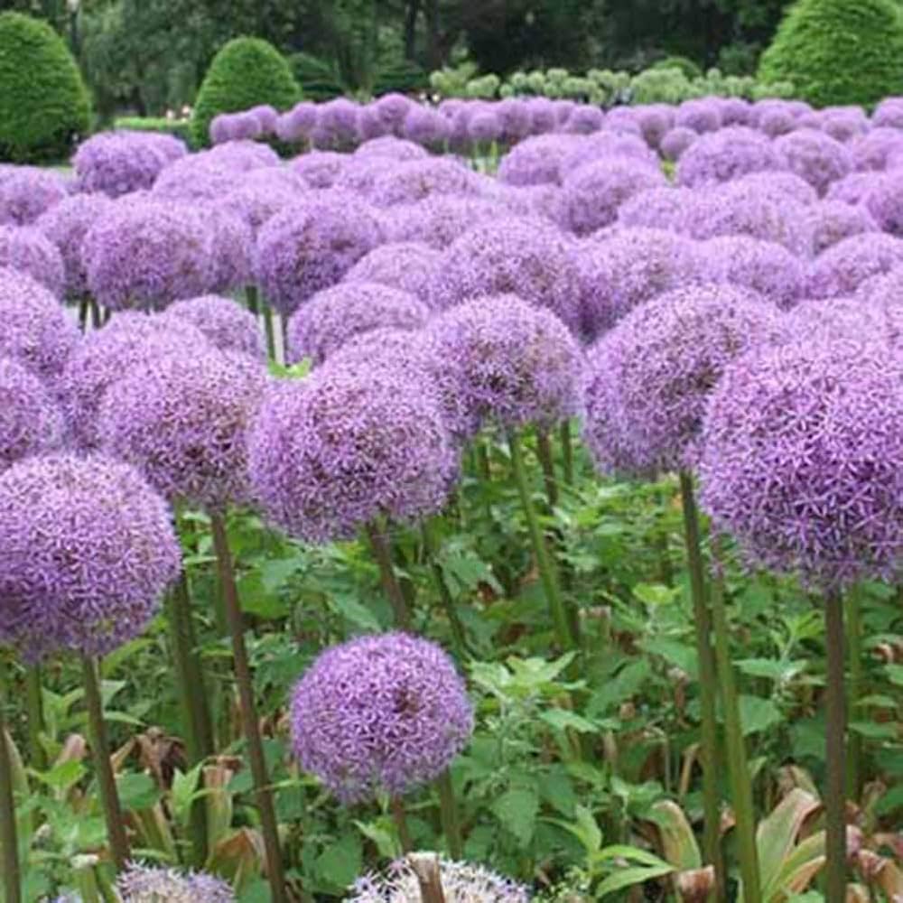 Grün riesig Onion Blumensamen – selten Allium Ornamental Blüten