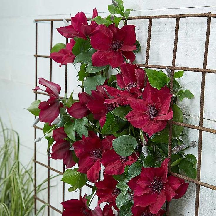 Rot Waldrebe Blumensamen zur Aussaat leuchtend Traditionssorte & ohne Gentechnik Samen Hausgarten
