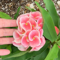 hell Rosa Euphorbia Milii Blumensamen zur Aussaat – ideal Rabatten – Traditionssorte & ohne Gentechnik Samen Hausgarten