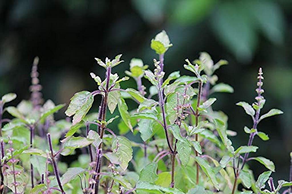 tulsi krishna basil ocimum sanctum samen