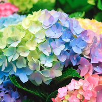 Grün Blau Hortensie Blumensamen zur Aussaat – sonnenliebend – Traditionssorte & ohne Gentechnik Samen Hausgarten