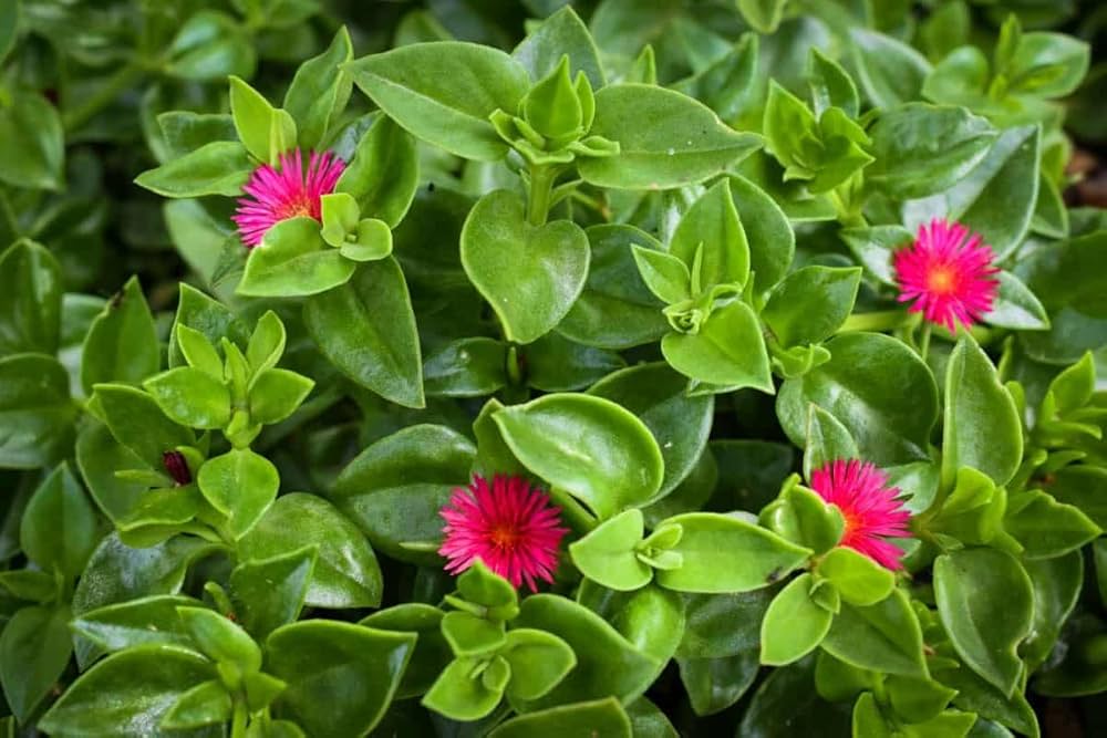 leuchtend Rot Aptenia Cordifolia Blumensamen einfache Aussaat